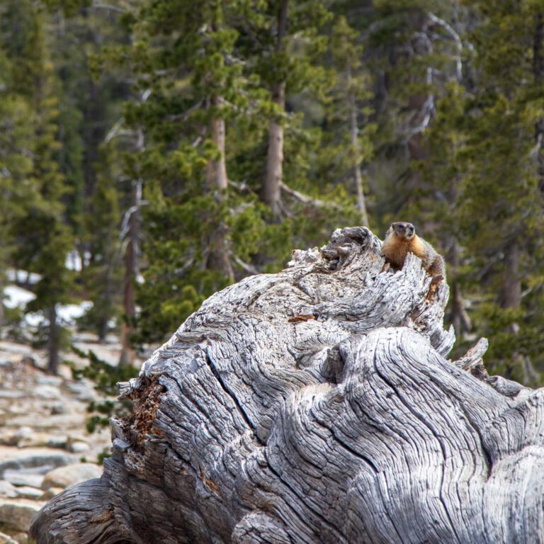 Holidays, National Park, Nord-Westen, NorthWest, USA, Urlaub, Vereinigte Staaten, Yosemite NP