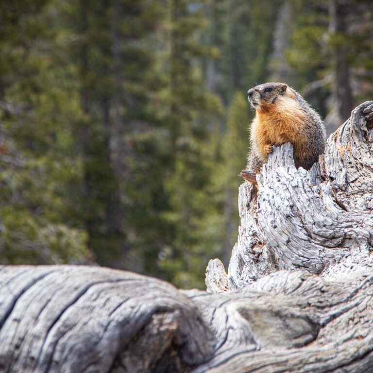 Holidays, National Park, Nord-Westen, NorthWest, USA, Urlaub, Vereinigte Staaten, Yosemite NP