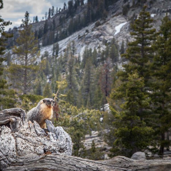 Holidays, National Park, Nord-Westen, NorthWest, USA, Urlaub, Vereinigte Staaten, Yosemite NP