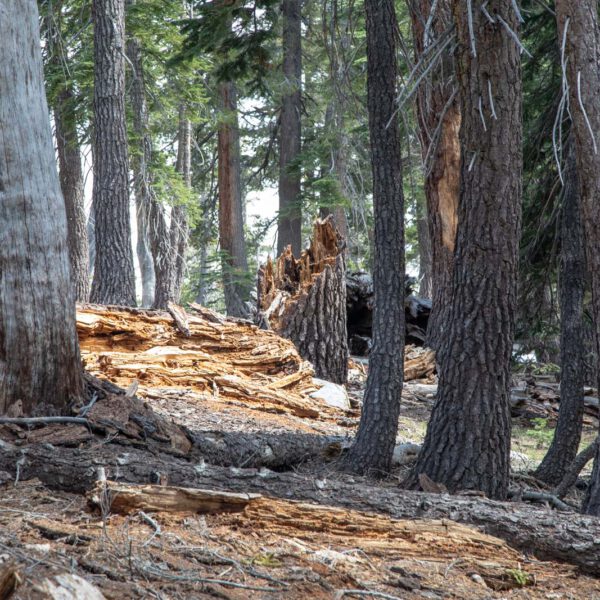 Holidays, National Park, Nord-Westen, NorthWest, USA, Urlaub, Vereinigte Staaten, Yosemite NP