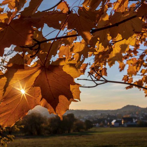 Blatt, Deutschland, Europa, Europe, Germany, Gladenbach, Herbst, Hessen, Hessia, Hinterland, Leaf, Location, Mittelhessen, Ort, autumn, fall