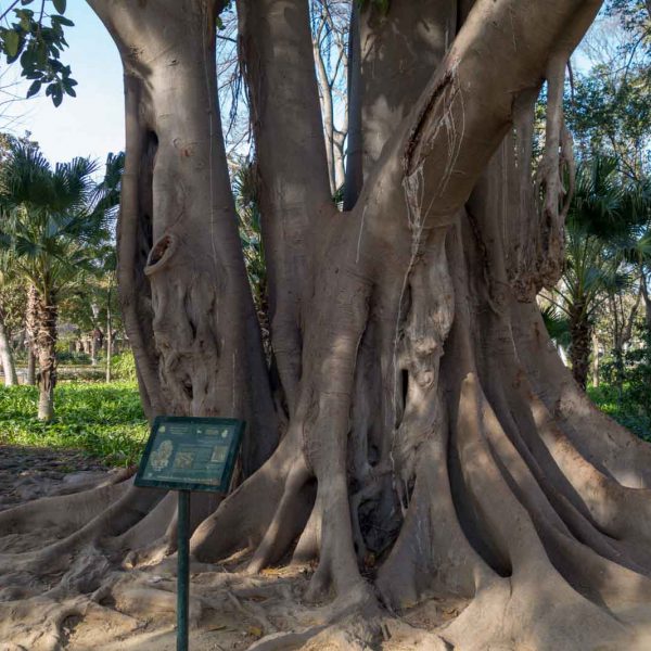 Andalusia, Andalusien, Maria-Luisa, Park, Sevilla, Seville, Spain, Spanien