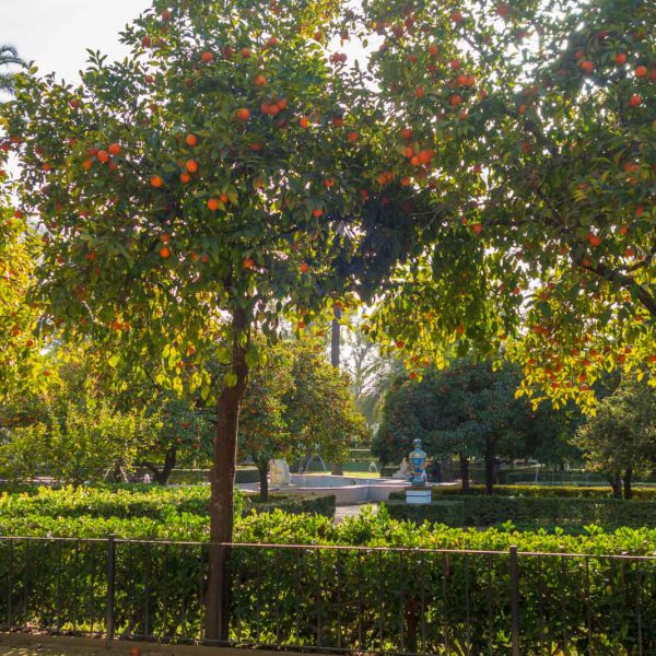 Andalusia, Andalusien, Maria-Luisa, Park, Sevilla, Seville, Spain, Spanien