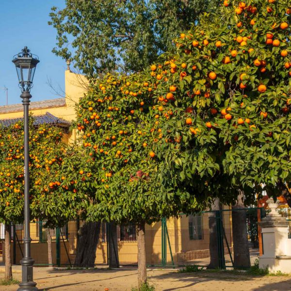 Andalusia, Andalusien, Plaza de Espana, Sevilla, Seville, Spain, Spanien