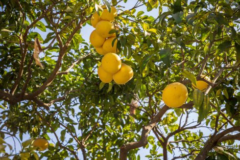 Alcazar, Alcazar Real de Sevilla, Andalusia, Andalusien, Sevilla, Seville, Spain, Spanien