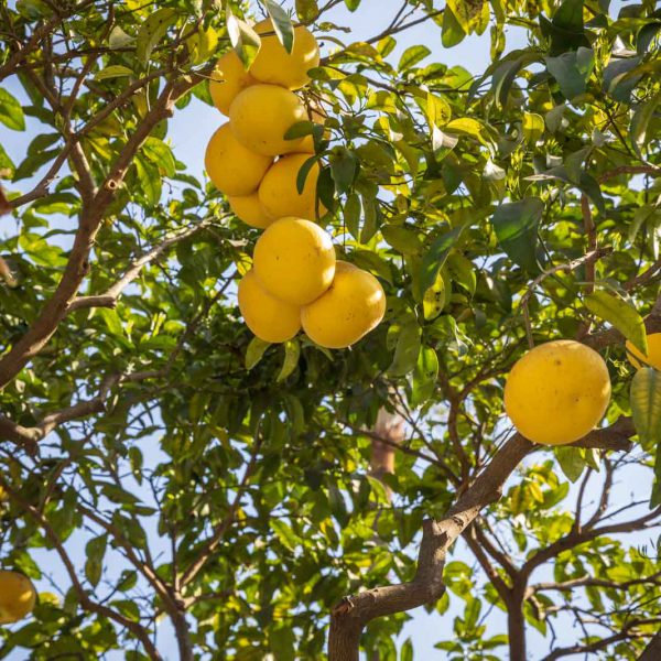 Alcazar, Alcazar Real de Sevilla, Andalusia, Andalusien, Sevilla, Seville, Spain, Spanien
