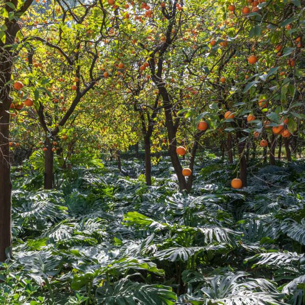 Alcazar, Alcazar Real de Sevilla, Andalusia, Andalusien, Sevilla, Seville, Spain, Spanien