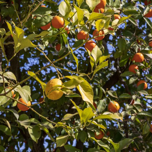 Alcazar, Alcazar Real de Sevilla, Andalusia, Andalusien, Sevilla, Seville, Spain, Spanien