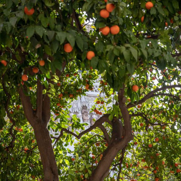 Andalusia, Andalusien, Cathedral, Church, Giralda, Kathedrale, Kirche, Sevilla, Seville, Spain, Spanien, Tower, Turm