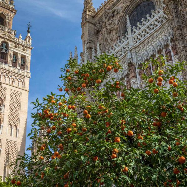 Andalusia, Andalusien, Cathedral, Church, Giralda, Kathedrale, Kirche, Sevilla, Seville, Spain, Spanien, Tower, Turm