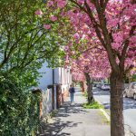 Cherry Blossom, Deutschland, Europa, Europe, Frühling, Germany, Hessen, Hessia, Kirschblüte, Location, Marburg, Mittelhessen, Ort, Spring