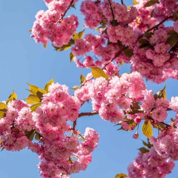 Cherry Blossom, Deutschland, Europa, Europe, Frühling, Germany, Hessen, Hessia, Kirschblüte, Location, Marburg, Mittelhessen, Ort, Spring