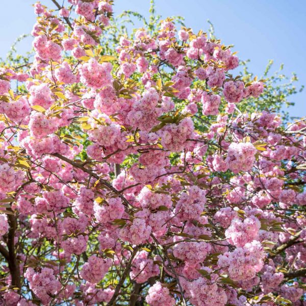 Cherry Blossom, Deutschland, Europa, Europe, Frühling, Germany, Hessen, Hessia, Kirschblüte, Location, Marburg, Mittelhessen, Ort, Spring