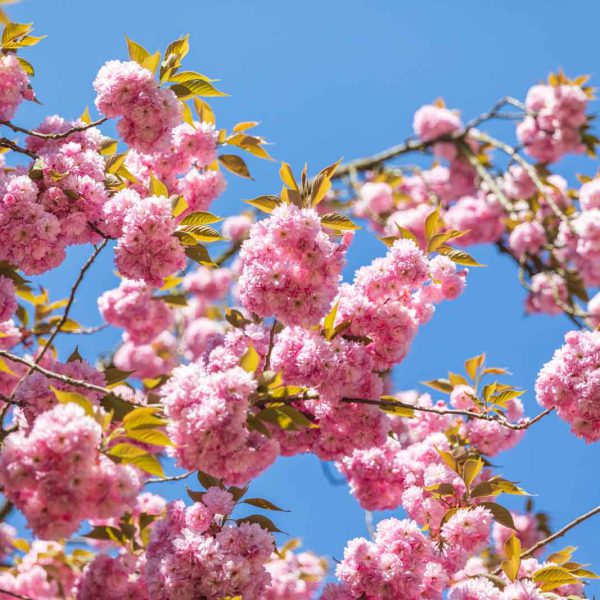 Cherry Blossom, Deutschland, Europa, Europe, Frühling, Germany, Hessen, Hessia, Kirschblüte, Location, Marburg, Mittelhessen, Ort, Spring