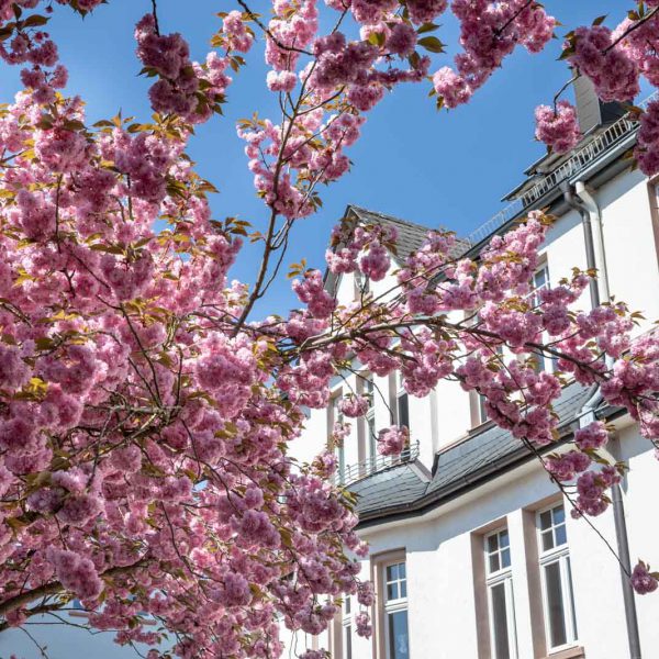 Cherry Blossom, Deutschland, Europa, Europe, Frühling, Germany, Hessen, Hessia, Kirschblüte, Location, Marburg, Mittelhessen, Ort, Spring
