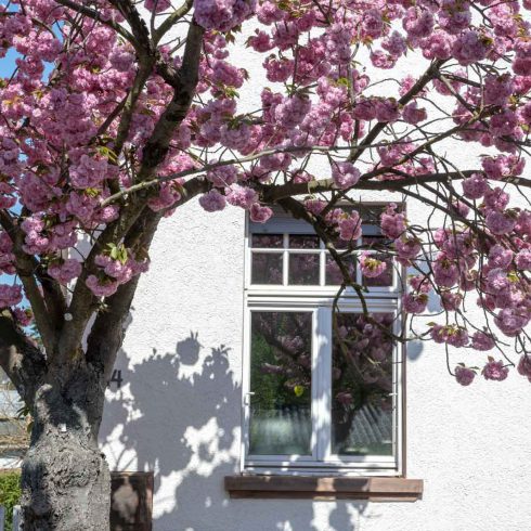 Cherry Blossom, Deutschland, Europa, Europe, Frühling, Germany, Hessen, Hessia, Kirschblüte, Location, Marburg, Mittelhessen, Ort, Spring