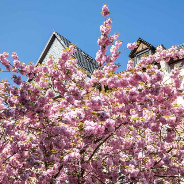 Cherry Blossom, Deutschland, Europa, Europe, Frühling, Germany, Hessen, Hessia, Kirschblüte, Location, Marburg, Mittelhessen, Ort, Spring
