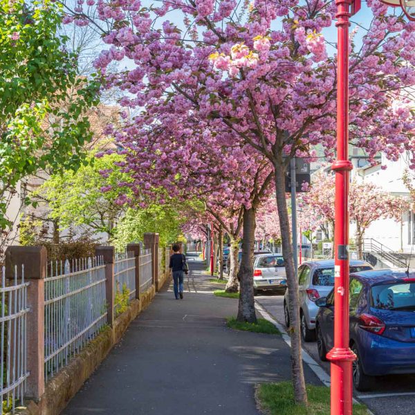 Cherry Blossom, Deutschland, Europa, Europe, Frühling, Germany, Hessen, Hessia, Kirschblüte, Location, Marburg, Mittelhessen, Ort, Spring
