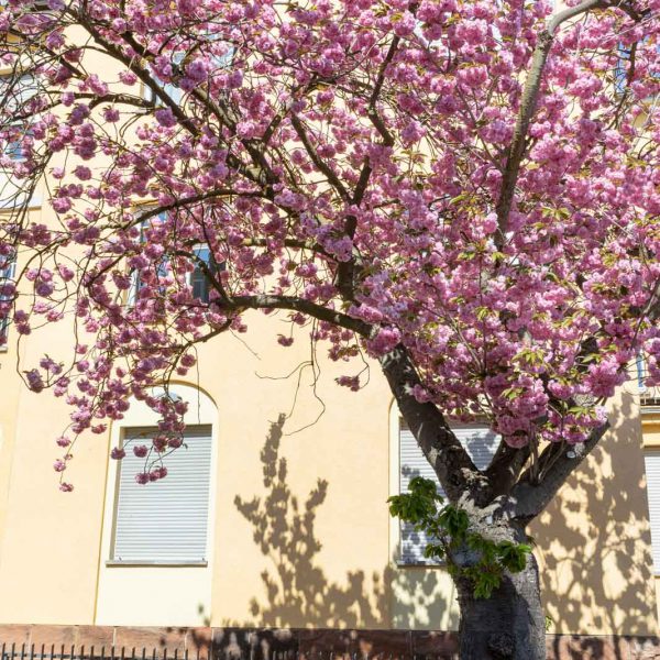 Cherry Blossom, Deutschland, Europa, Europe, Frühling, Germany, Hessen, Hessia, Kirschblüte, Location, Marburg, Mittelhessen, Ort, Spring