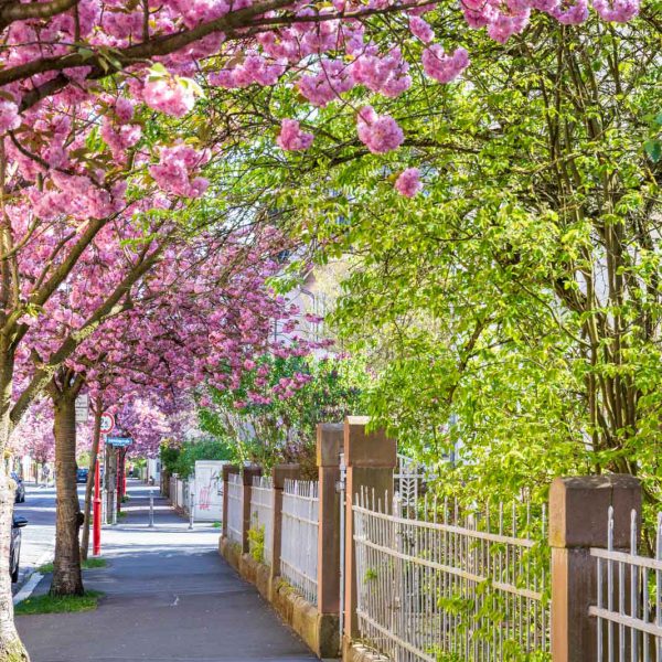 Cherry Blossom, Deutschland, Europa, Europe, Frühling, Germany, Hessen, Hessia, Kirschblüte, Location, Marburg, Mittelhessen, Ort, Spring