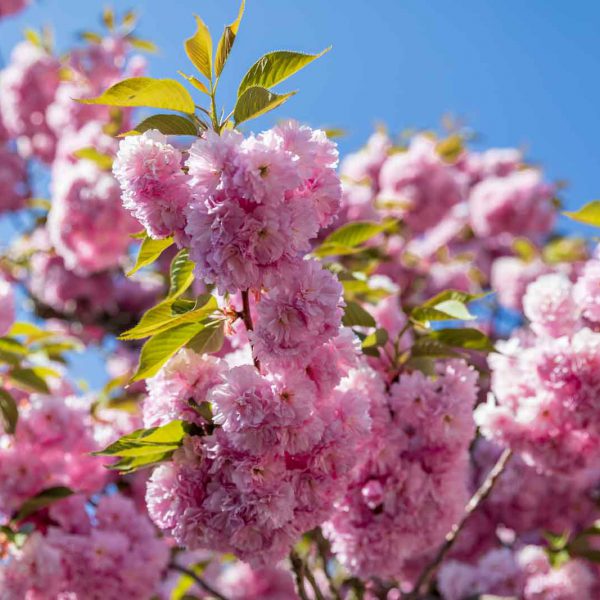 Cherry Blossom, Deutschland, Europa, Europe, Frühling, Germany, Hessen, Hessia, Kirschblüte, Location, Marburg, Mittelhessen, Ort, Spring