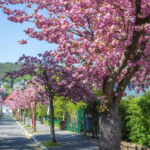 Cherry Blossom, Deutschland, Europa, Europe, Frühling, Germany, Hessen, Hessia, Kirschblüte, Location, Marburg, Mittelhessen, Ort, Spring