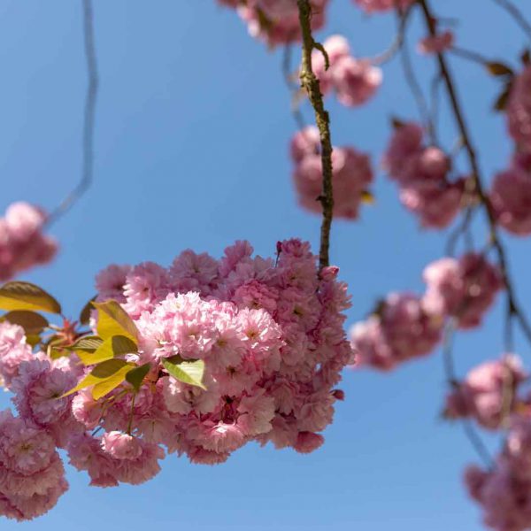 Cherry Blossom, Deutschland, Europa, Europe, Frühling, Germany, Hessen, Hessia, Kirschblüte, Location, Marburg, Mittelhessen, Ort, Spring