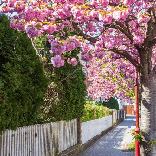 Cherry Blossom, Deutschland, Europa, Europe, Frühling, Germany, Hessen, Hessia, Kirschblüte, Location, Marburg, Mittelhessen, Ort, Spring