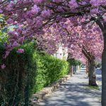 Cherry Blossom, Deutschland, Europa, Europe, Frühling, Germany, Hessen, Hessia, Kirschblüte, Location, Marburg, Mittelhessen, Ort, Spring