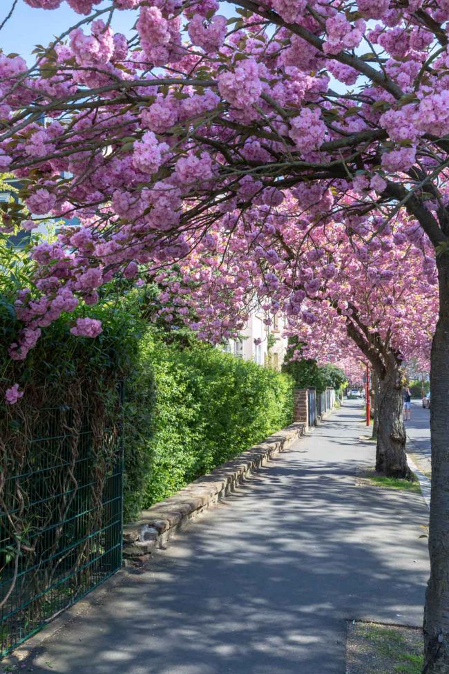 Cherry Blossom, Deutschland, Europa, Europe, Frühling, Germany, Hessen, Hessia, Kirschblüte, Location, Marburg, Mittelhessen, Ort, Spring