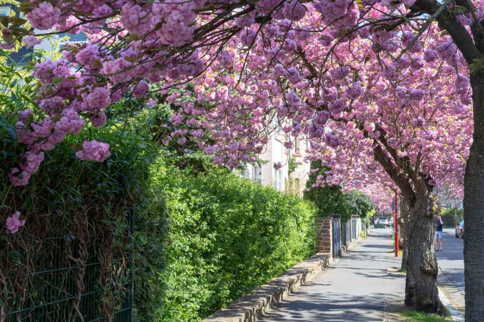 Cherry Blossom, Deutschland, Europa, Europe, Frühling, Germany, Hessen, Hessia, Kirschblüte, Location, Marburg, Mittelhessen, Ort, Spring