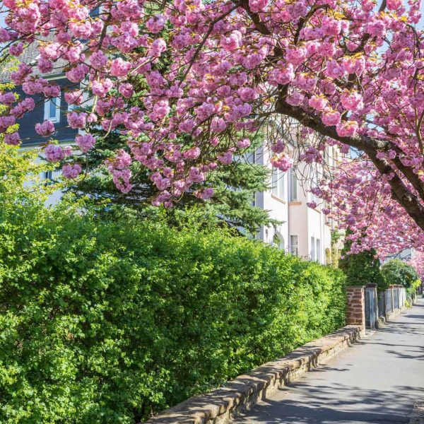 Cherry Blossom, Deutschland, Europa, Europe, Frühling, Germany, Hessen, Hessia, Kirschblüte, Location, Marburg, Mittelhessen, Ort, Spring