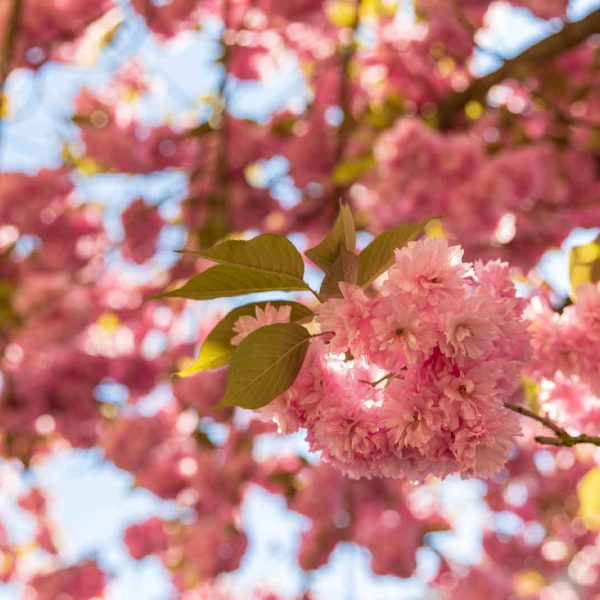 Cherry Blossom, Deutschland, Europa, Europe, Frühling, Germany, Hessen, Hessia, Kirschblüte, Location, Marburg, Mittelhessen, Ort, Spring