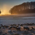 Deutschland, Europa, Europe, Germany, Gladenbach, Hessen, Hessia, Hinterland, Location, Morgen, Ort, Sonnenaufgang, Sunrise, Winter