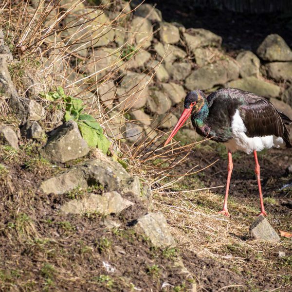 Animal, Deutschland, Europa, Europe, Germany, Herborn, Hessen, Hessia, Location, Ort, Tier, Tiergarten, Winter, Zoo