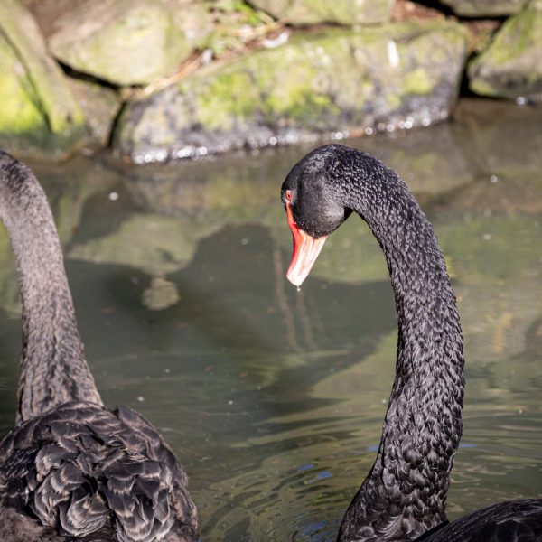 Animal, Deutschland, Europa, Europe, Germany, Herborn, Hessen, Hessia, Location, Ort, Tier, Tiergarten, Winter, Zoo