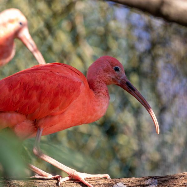Animal, Deutschland, Europa, Europe, Germany, Herborn, Hessen, Hessia, Location, Ort, Tier, Tiergarten, Winter, Zoo