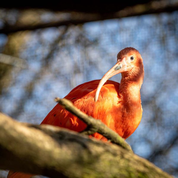 Animal, Deutschland, Europa, Europe, Germany, Herborn, Hessen, Hessia, Location, Ort, Tier, Tiergarten, Winter, Zoo