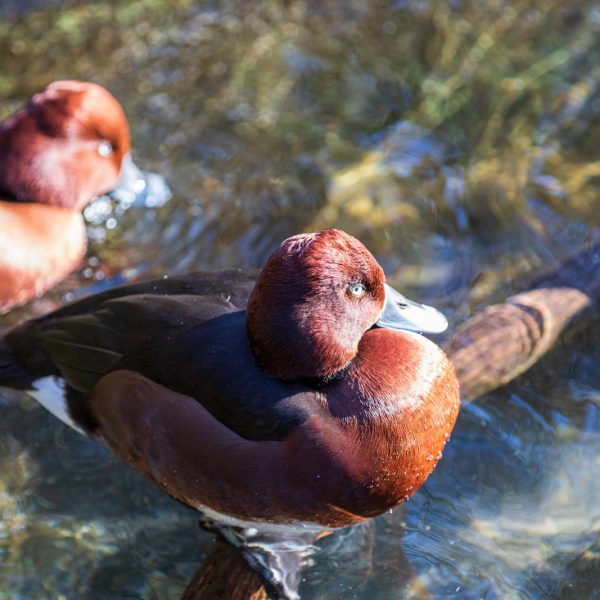 Animal, Deutschland, Europa, Europe, Germany, Herborn, Hessen, Hessia, Location, Ort, Tier, Tiergarten, Winter, Zoo