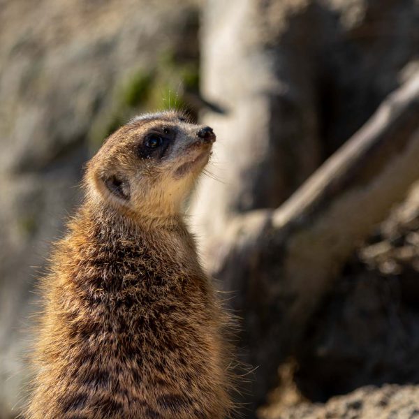 Animal, Deutschland, Europa, Europe, Germany, Herborn, Hessen, Hessia, Location, Ort, Tier, Tiergarten, Winter, Zoo