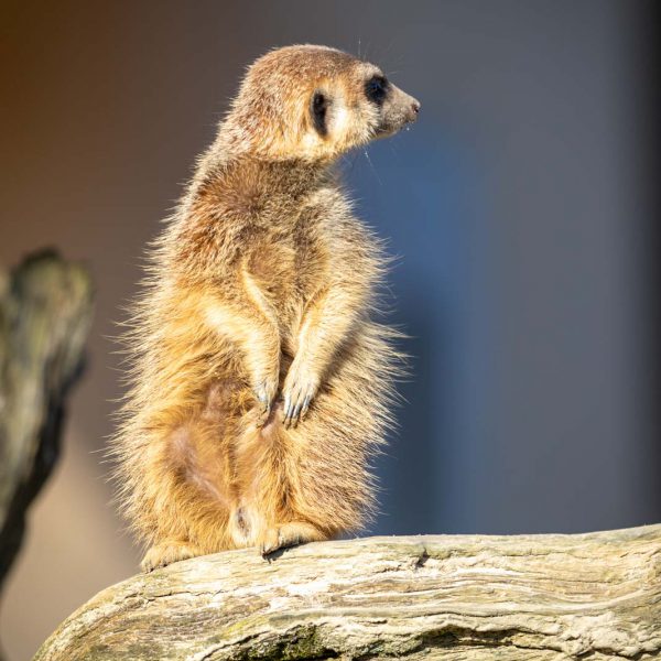 Animal, Deutschland, Europa, Europe, Germany, Herborn, Hessen, Hessia, Location, Ort, Tier, Tiergarten, Winter, Zoo