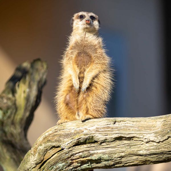 Animal, Deutschland, Europa, Europe, Germany, Herborn, Hessen, Hessia, Location, Ort, Tier, Tiergarten, Winter, Zoo