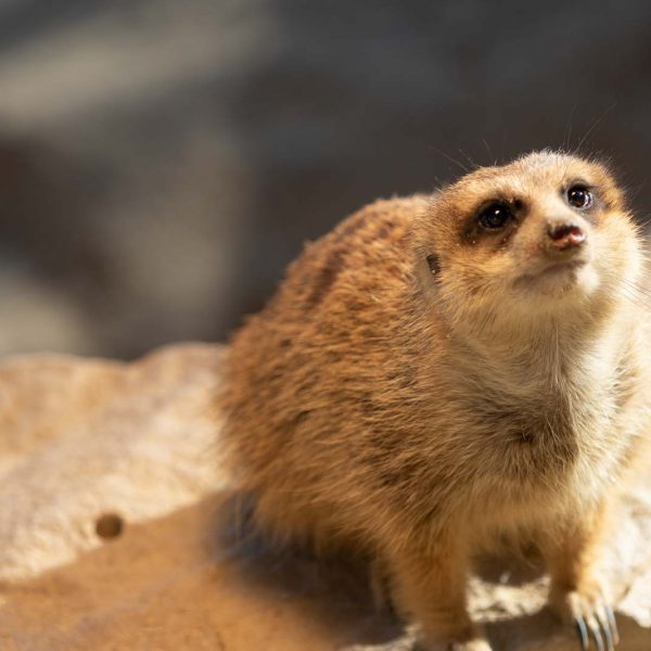 Animal, Deutschland, Europa, Europe, Germany, Herborn, Hessen, Hessia, Location, Ort, Tier, Tiergarten, Winter, Zoo