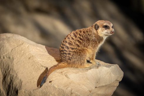 Animal, Deutschland, Europa, Europe, Germany, Herborn, Hessen, Hessia, Location, Ort, Tier, Tiergarten, Winter, Zoo