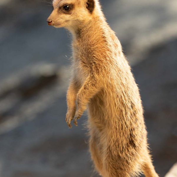 Animal, Deutschland, Europa, Europe, Germany, Herborn, Hessen, Hessia, Location, Ort, Tier, Tiergarten, Winter, Zoo