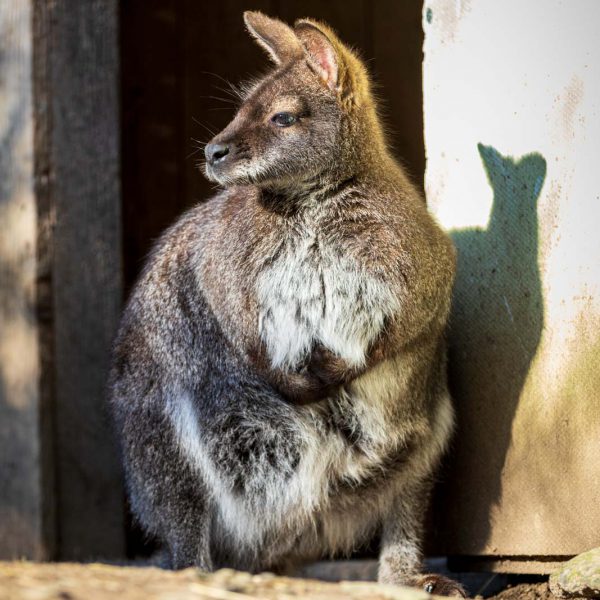 Animal, Deutschland, Europa, Europe, Germany, Herborn, Hessen, Hessia, Location, Ort, Tier, Tiergarten, Winter, Zoo