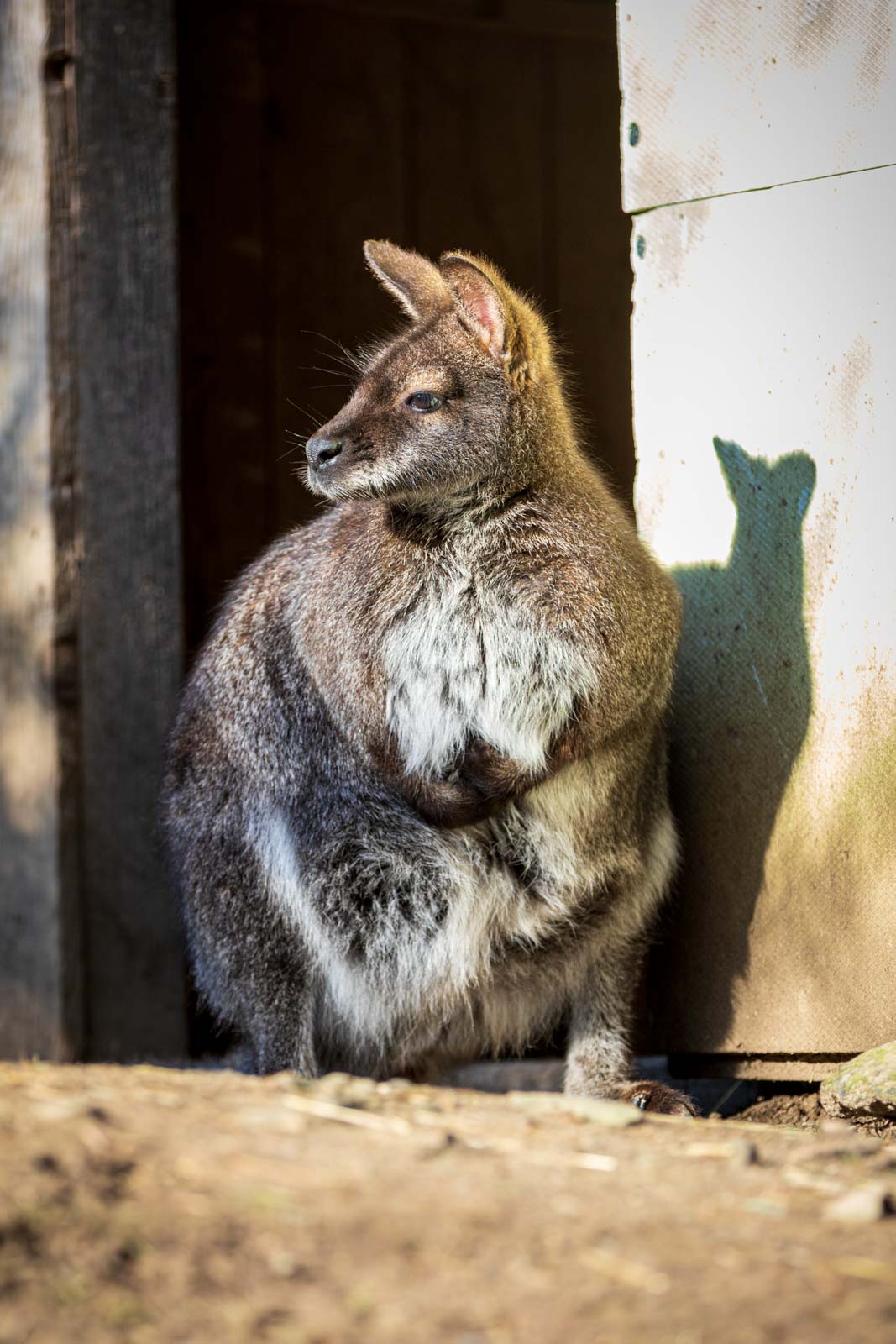 Animal, Deutschland, Europa, Europe, Germany, Herborn, Hessen, Hessia, Location, Ort, Tier, Tiergarten, Winter, Zoo