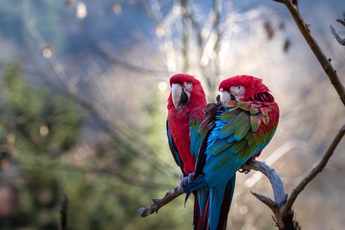 Animal, Deutschland, Europa, Europe, Germany, Herborn, Hessen, Hessia, Location, Ort, Tier, Tiergarten, Winter, Zoo