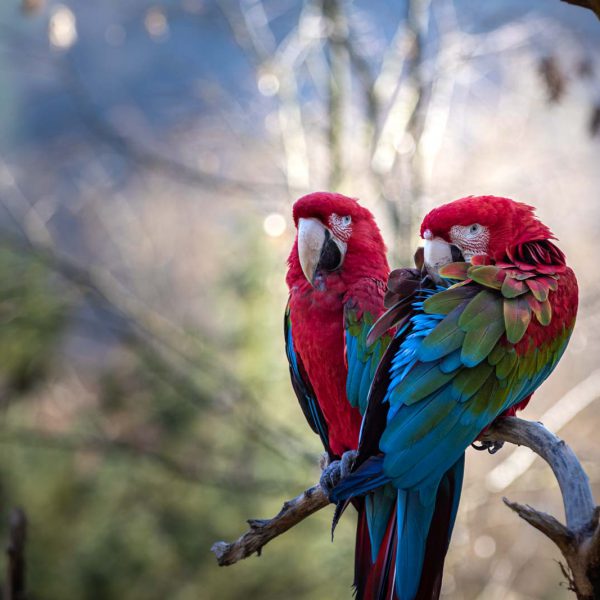 Animal, Deutschland, Europa, Europe, Germany, Herborn, Hessen, Hessia, Location, Ort, Tier, Tiergarten, Winter, Zoo