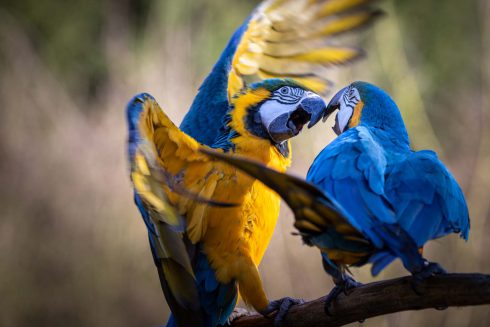 Animal, Deutschland, Europa, Europe, Germany, Herborn, Hessen, Hessia, Location, Ort, Tier, Tiergarten, Winter, Zoo